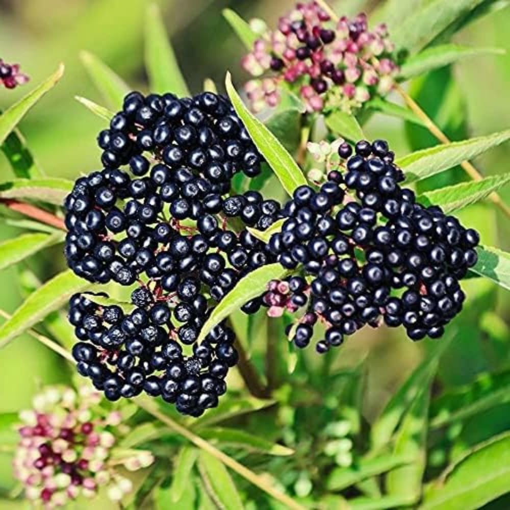 Set 2 American Elderberry Plants Live, 6-12 Inch Tall, American Elderberry Bush, Hardy Elderberries Trees
