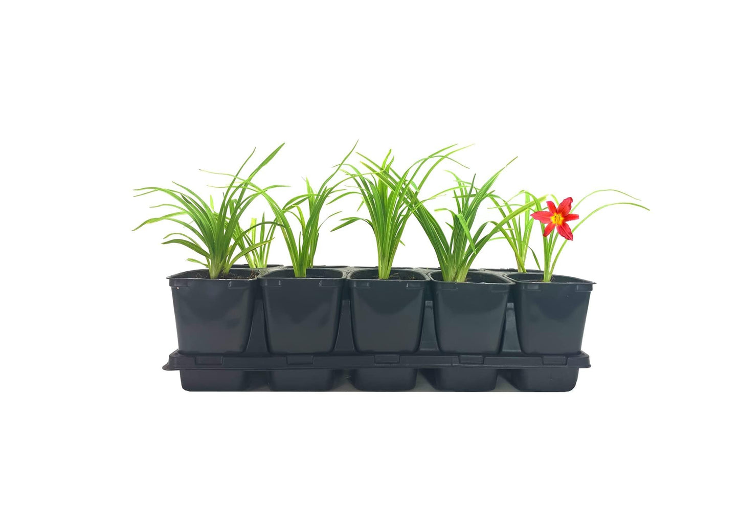 Ming Toy Daylily | 1 Live 4 Inch Pot | Hemerocallis Plants | Beautiful Low Maintenance Blooming Groundcover
