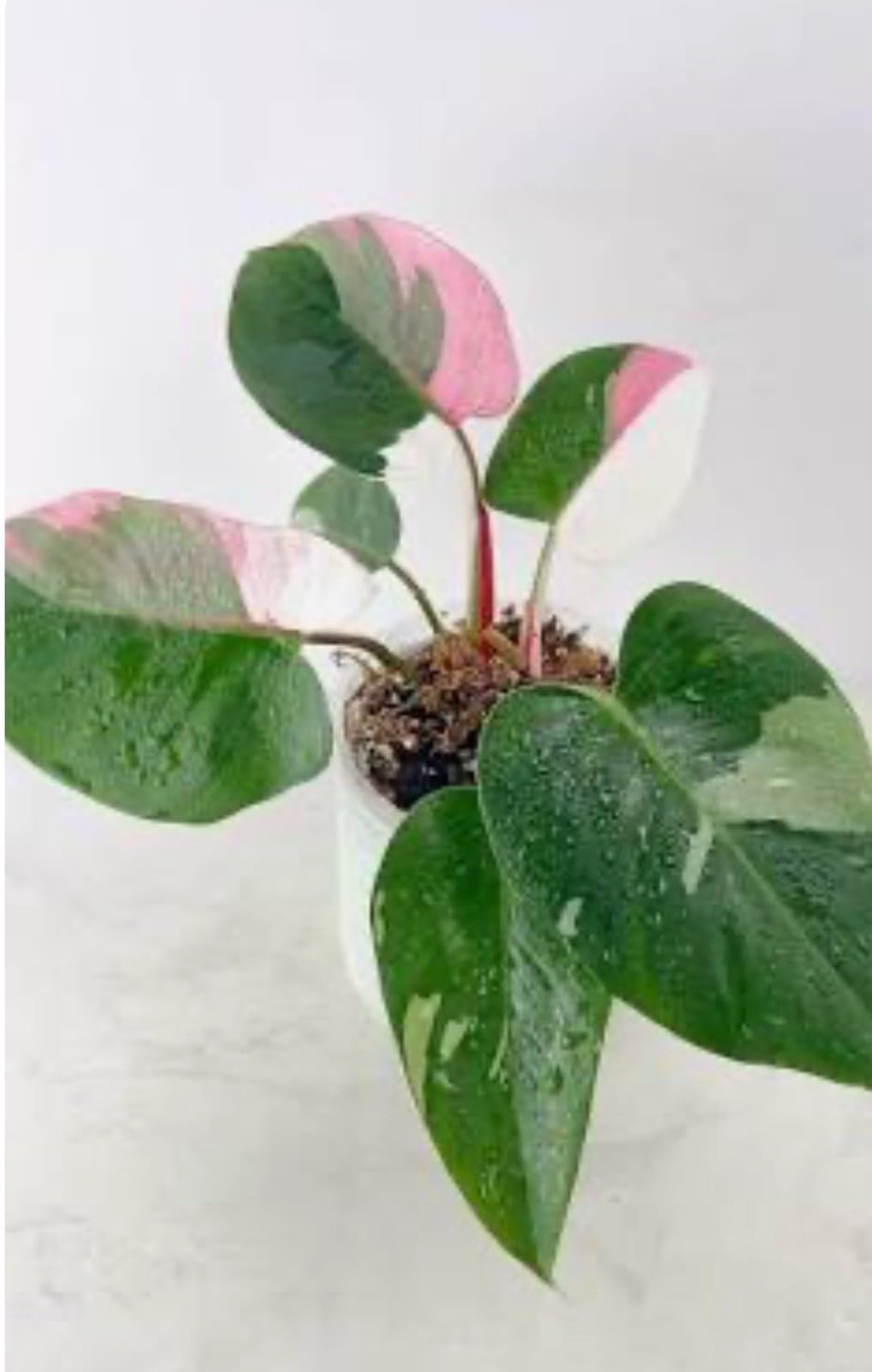 Live Plant - White Princess Pink Tricolor Half Moon Philodendron-Small Rooted Starter Plant