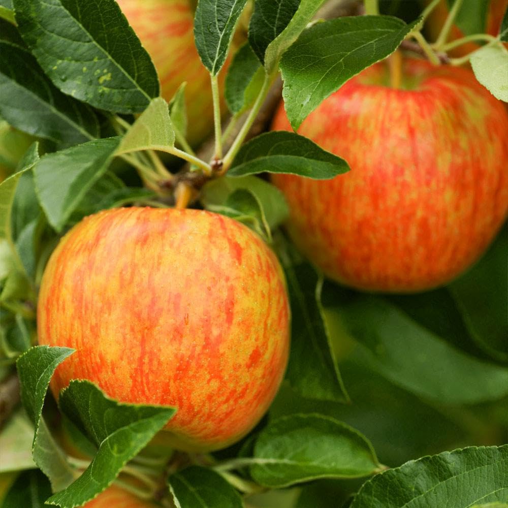 Brighter Blooms - Honeycrisp™ Apple Tree, 4-5 ft. - No Shipping to AK, AZ, CA, HI, ID, OR, WA