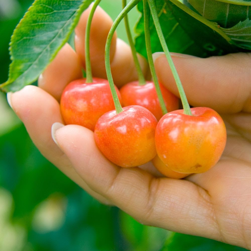 Brighter Blooms - Rainier Cherry Tree, 4-5 ft. - No Shipping to AK, AZ, CA, CO, HI, ID, OR, WA