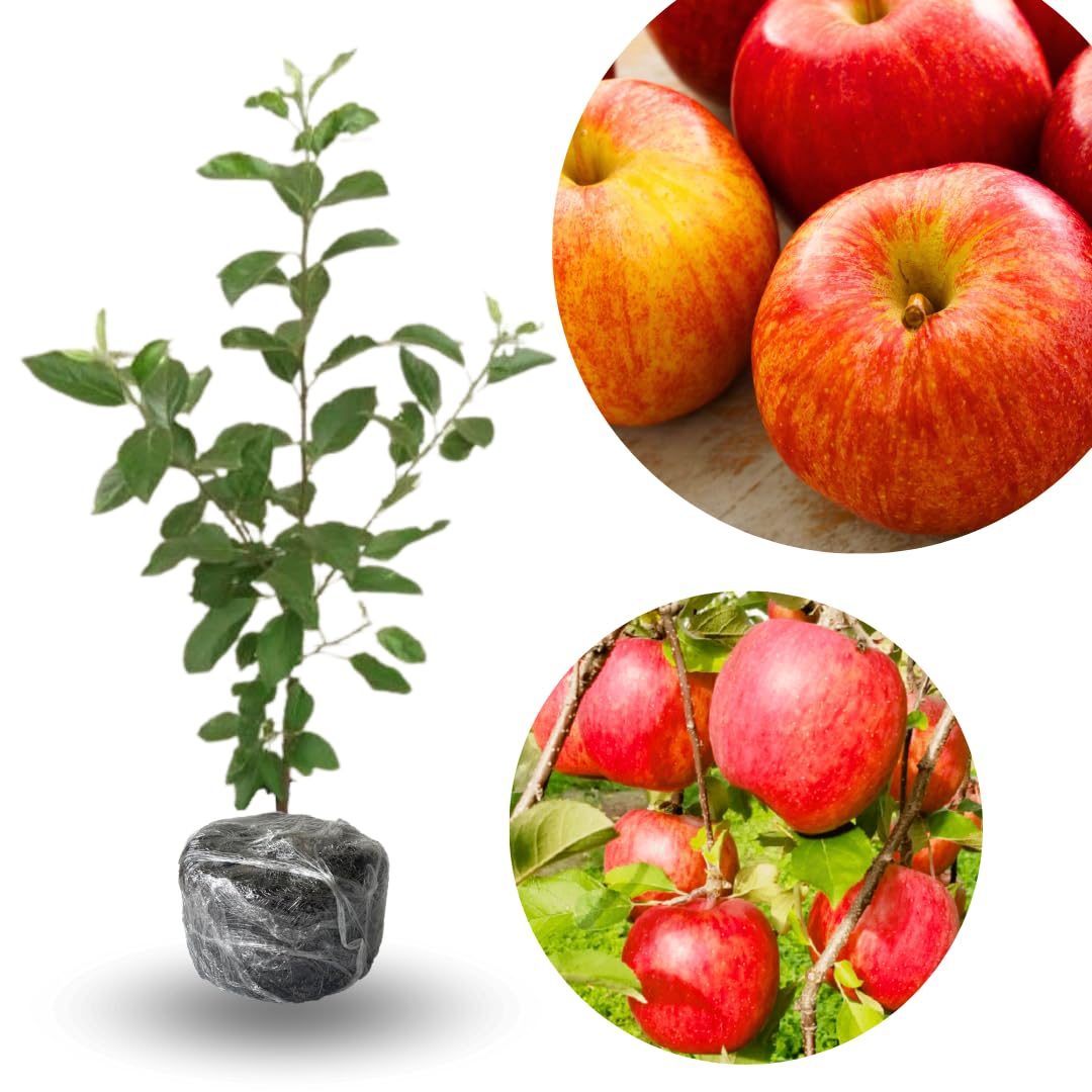 Gala Apple Tree Plant, 2' to 3' Tall, Red Apple Tree Plant, Gala Apple Plants Live Fruit Trees for Planting Indoors Outdoors Garden