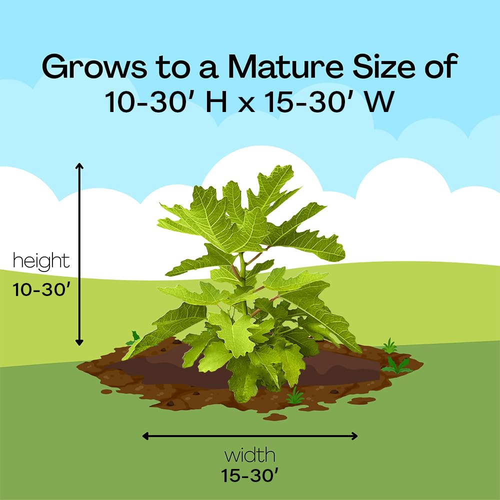 Fig 1 Gal. Black Mission Fig Plant