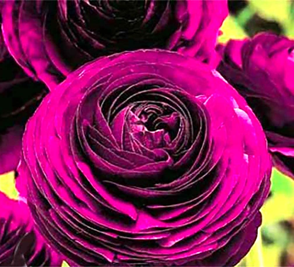 Purple Aviv Peony Ranunculus - 12 Largest Size Corms, Premium Ranunculus Bulbs, Vibrant Purple Flowers, Ideal for Garden Beds, Stunning Peony-Like Blooms