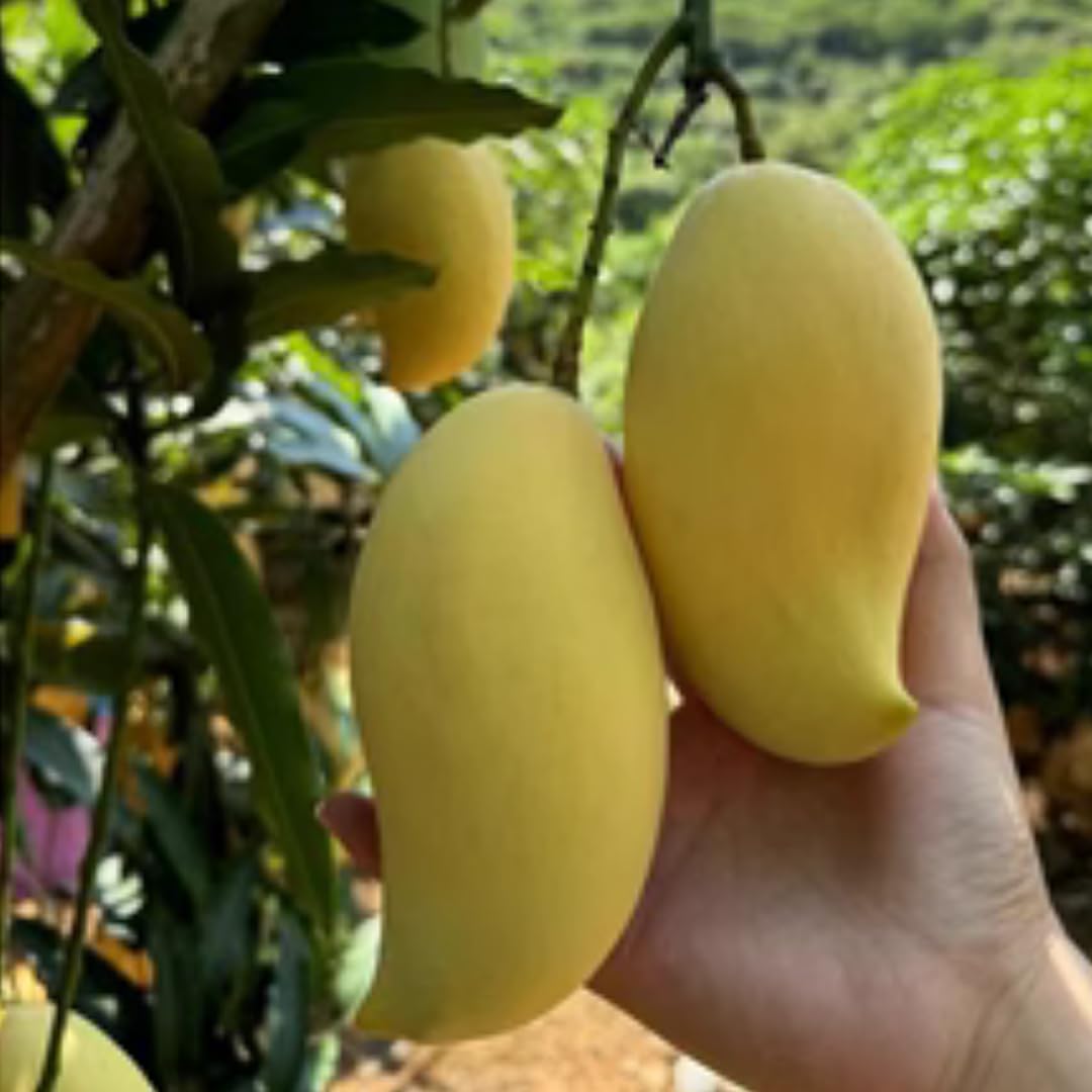 Large Julie Mango Tree Live Plant Grafted, 2 to 3 Feet Tall in Gallon Pot, Ready to Bear Fruit in 1 Year, Large Sweet Mango Tree for Planting