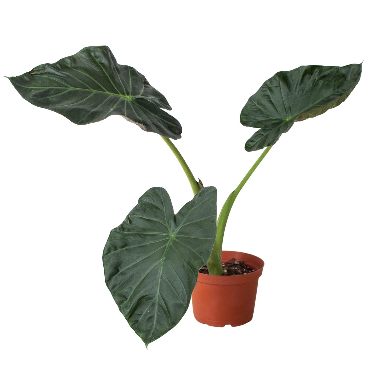 Alocasia 'Regal Shields' | Live Plant for Indoor & Outdoor | for Living Room, Office, Bathroom | (6" Pot)