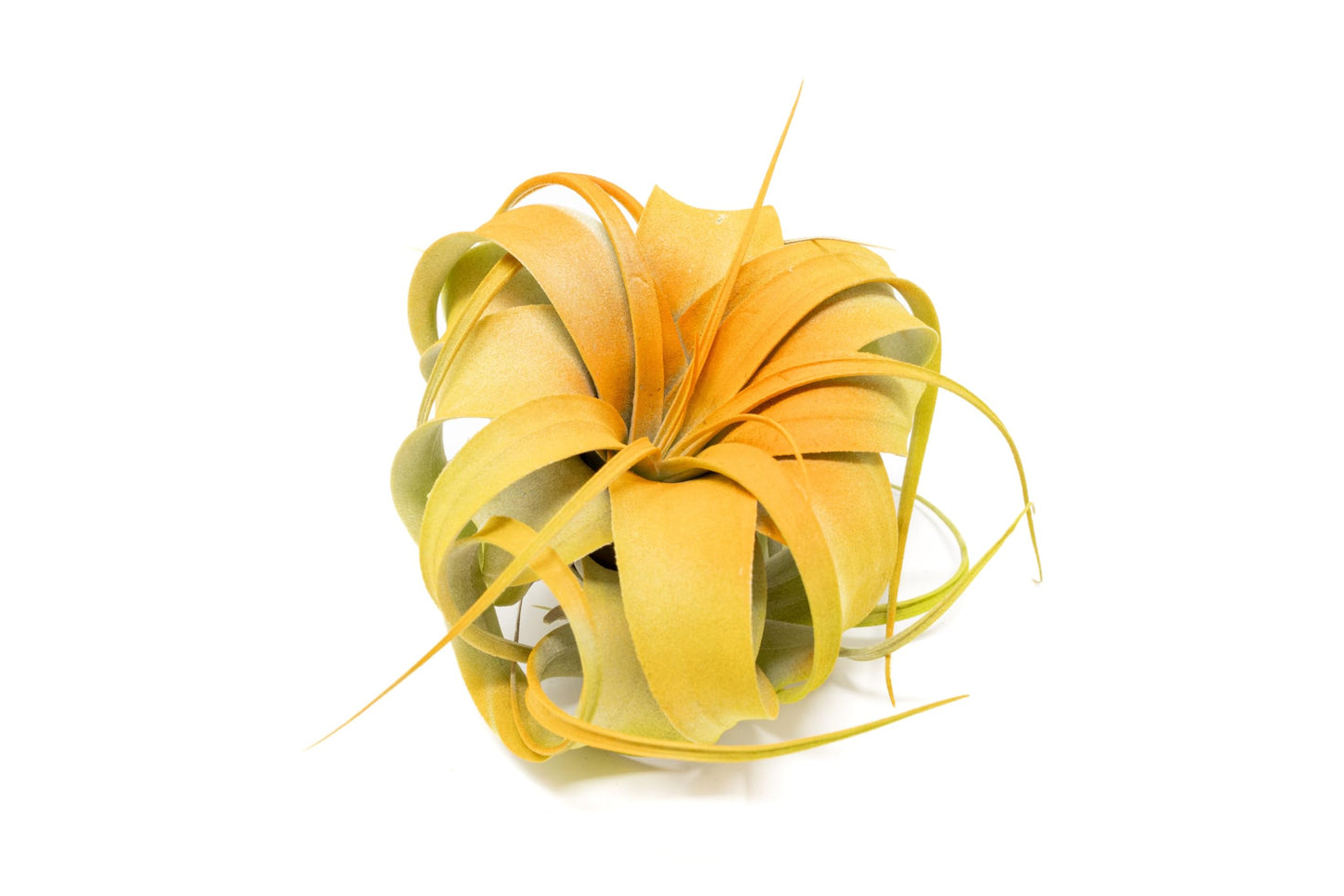 Colorful Mini Tillandsia Xerographica Air Plants in Custom Vibrant Tones - (Citrus, Pack of 3)