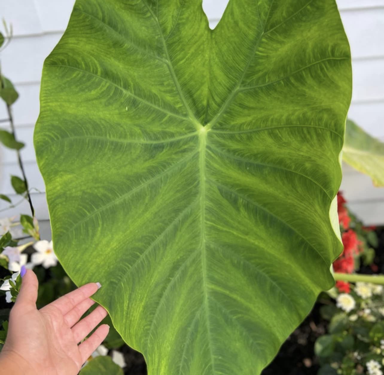 Colocasia Mini Elephant Ear Bulb - Easy to Grow Tropical Plant - Colocasia Alocasia Taro Rhizome - Blue Buddha Farm
