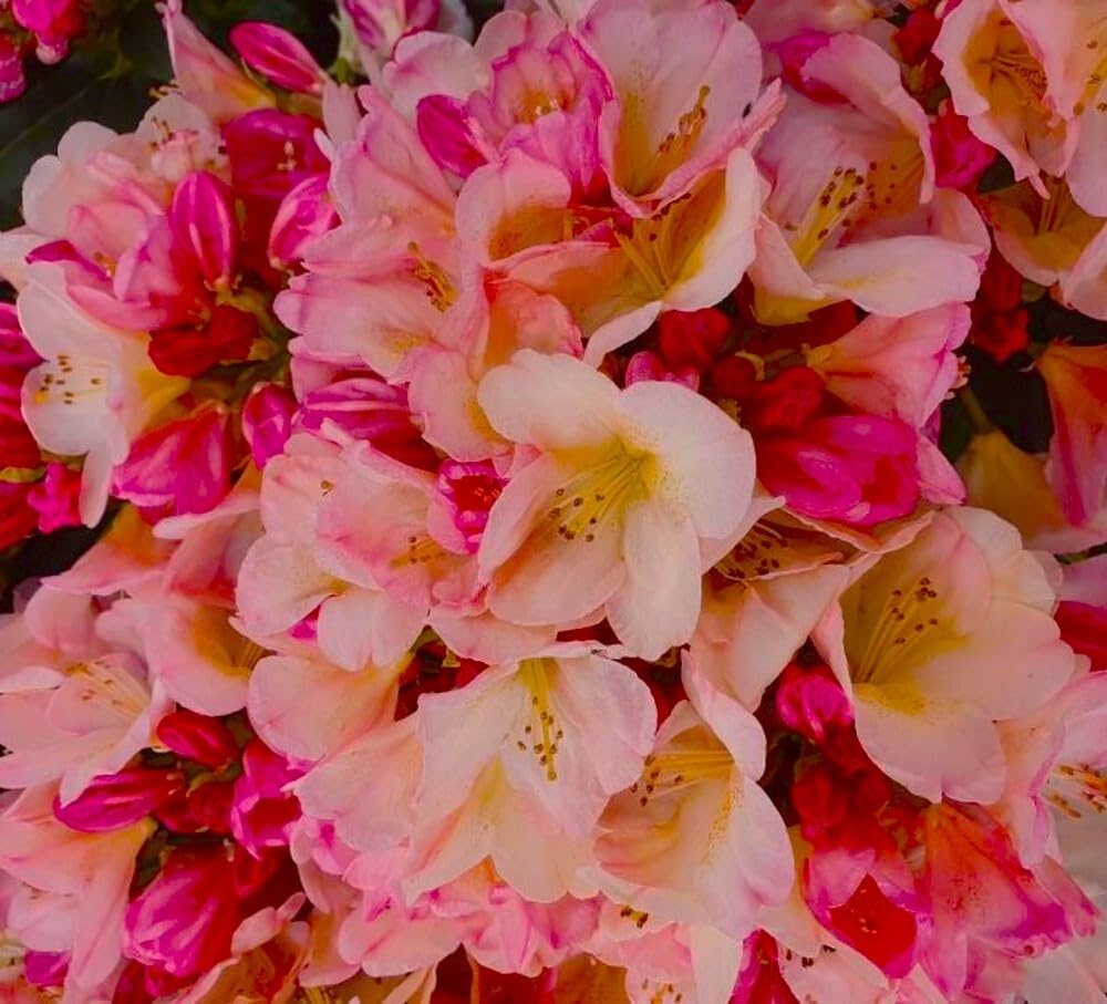 Live Plant - Percy WisemanAzalea RhododendronSTARTER Plant