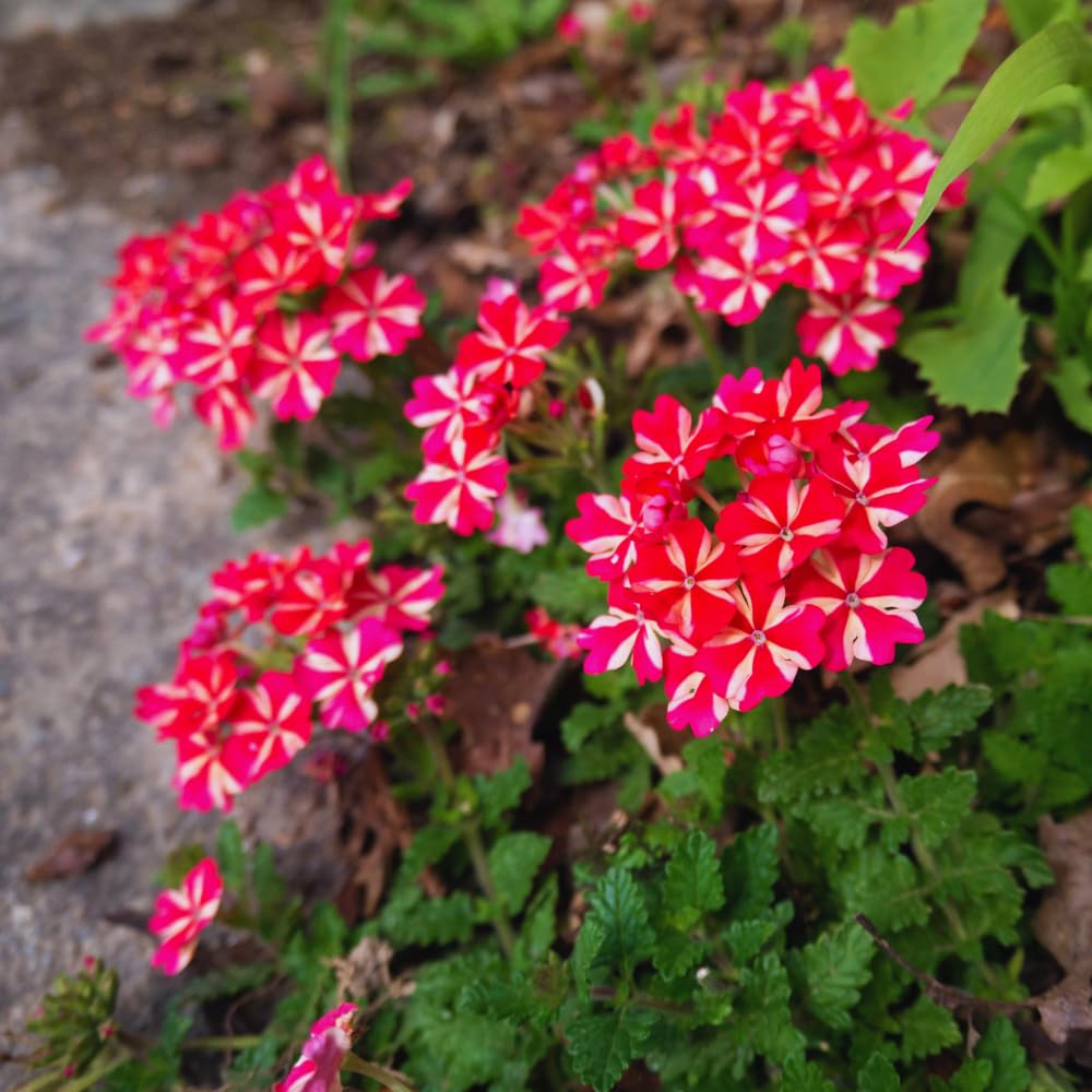2 Red White Verbena Plants Live for Planting, Colorful Blooming Flower Plant, Verbena Live Plants, 5 to 7 Inc Tall