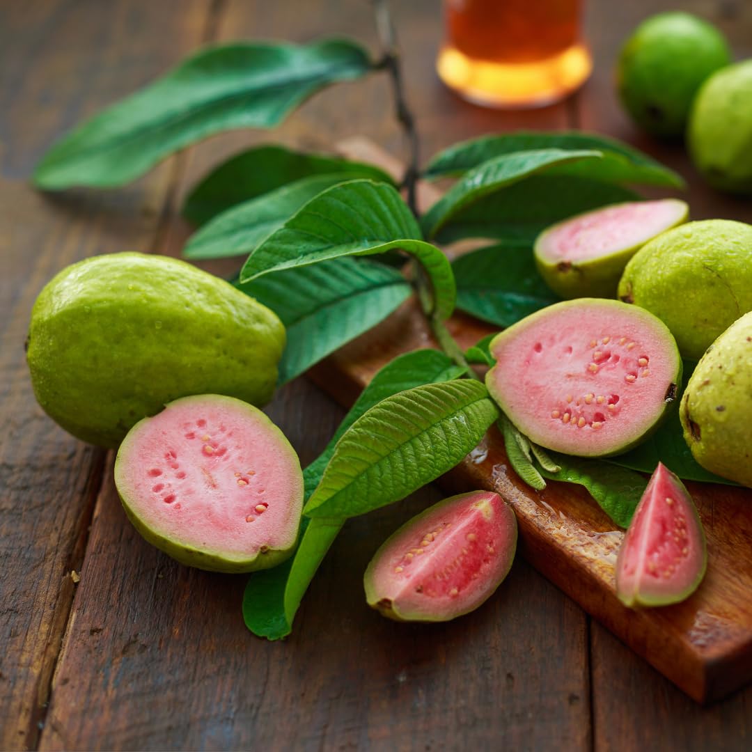 Pink Guava Tree Live Plant, 4–6 Inch Tall Starter Plant, Fast Growing Tropical Fruit Tree, Low Maintenance Guava Plants Live for Planting Outdoor