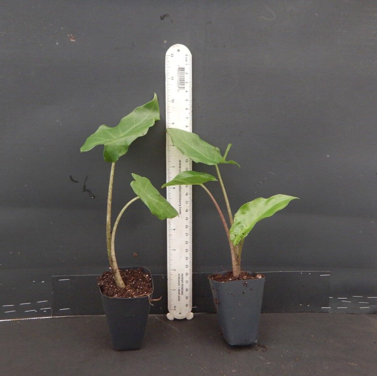 Live Plant - Portora Elephant Ear Alocasia Live Starter Plant Cold Hardy