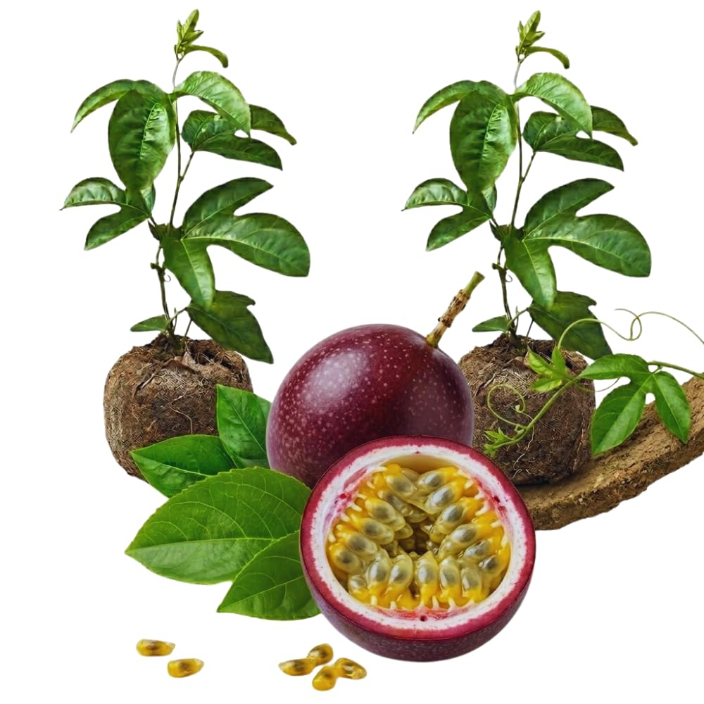Set 2 Purple Passion Fruit Plants Live, Passionfruit Live Plant, 4'' Tall