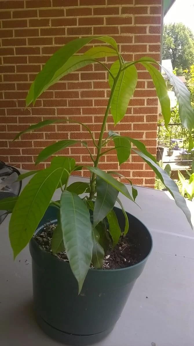 Live Plant - Mango (Pineaple) Live Tree 10 in to 2Ft