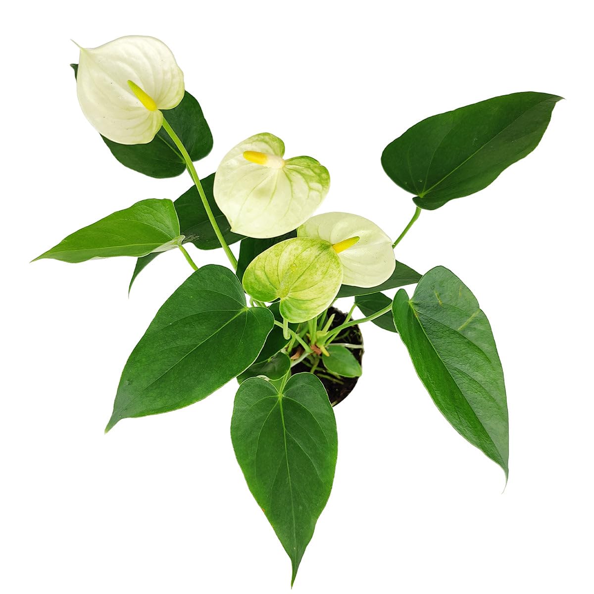 Live Indoor Flowering Houseplants, Anthurium White in 4" Grower Pot, Easy Care Houseplants