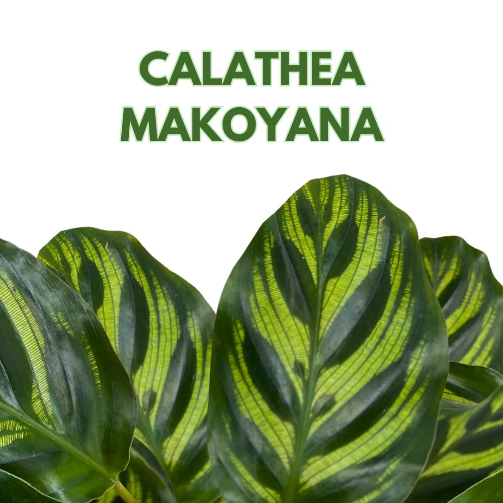 BubbleBlooms Calathea Makoyana, Peacock Plant in a 4 inch Pot Cathedral Calathea, Prayer Plant