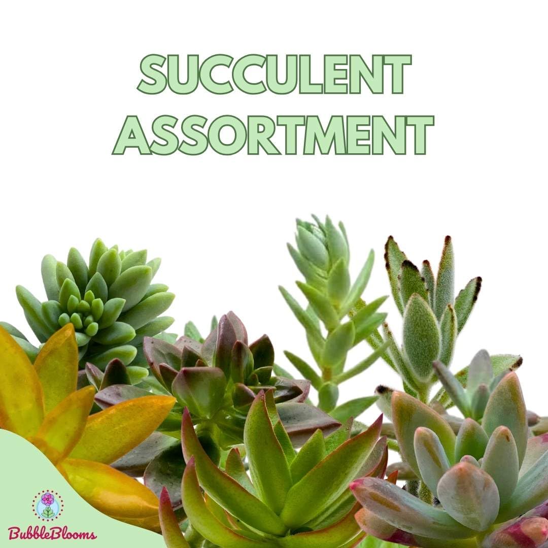BubbleBlooms Succulent Assortment 2 inch Set of 6, echeveria, kalanchoe and More Variety