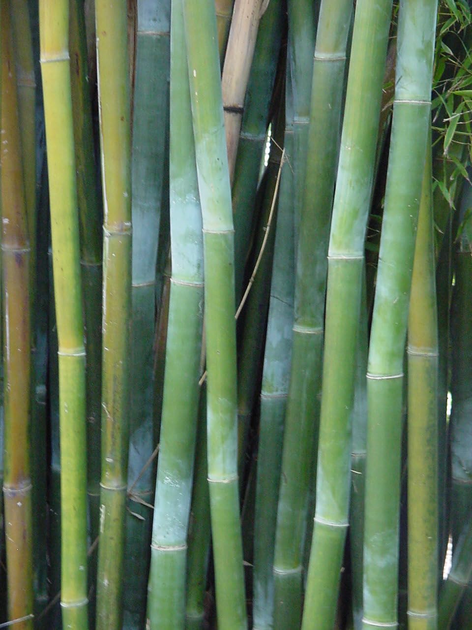 Giant Weavers Royal Bamboo Wong Chuk - Bambusa textilis 'Kanapaha' - 1 Gallon Size