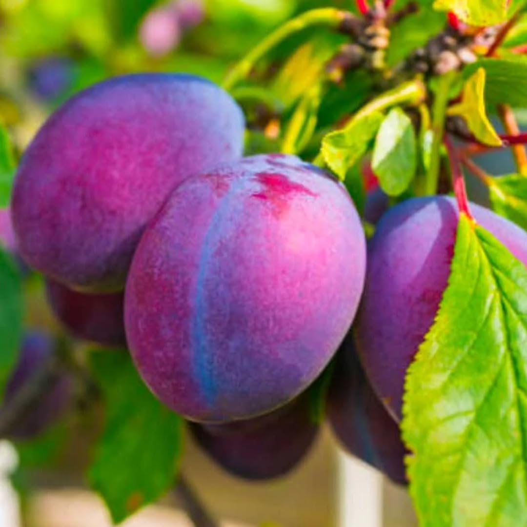 Grafted Plum Tree Live Plant Ready to Bear Fruit, 2-3 Ft Tall in 3 Gallon Pot, No CA, Spring Planting, Fast-Growing and High Yielding (Santa Rosa)