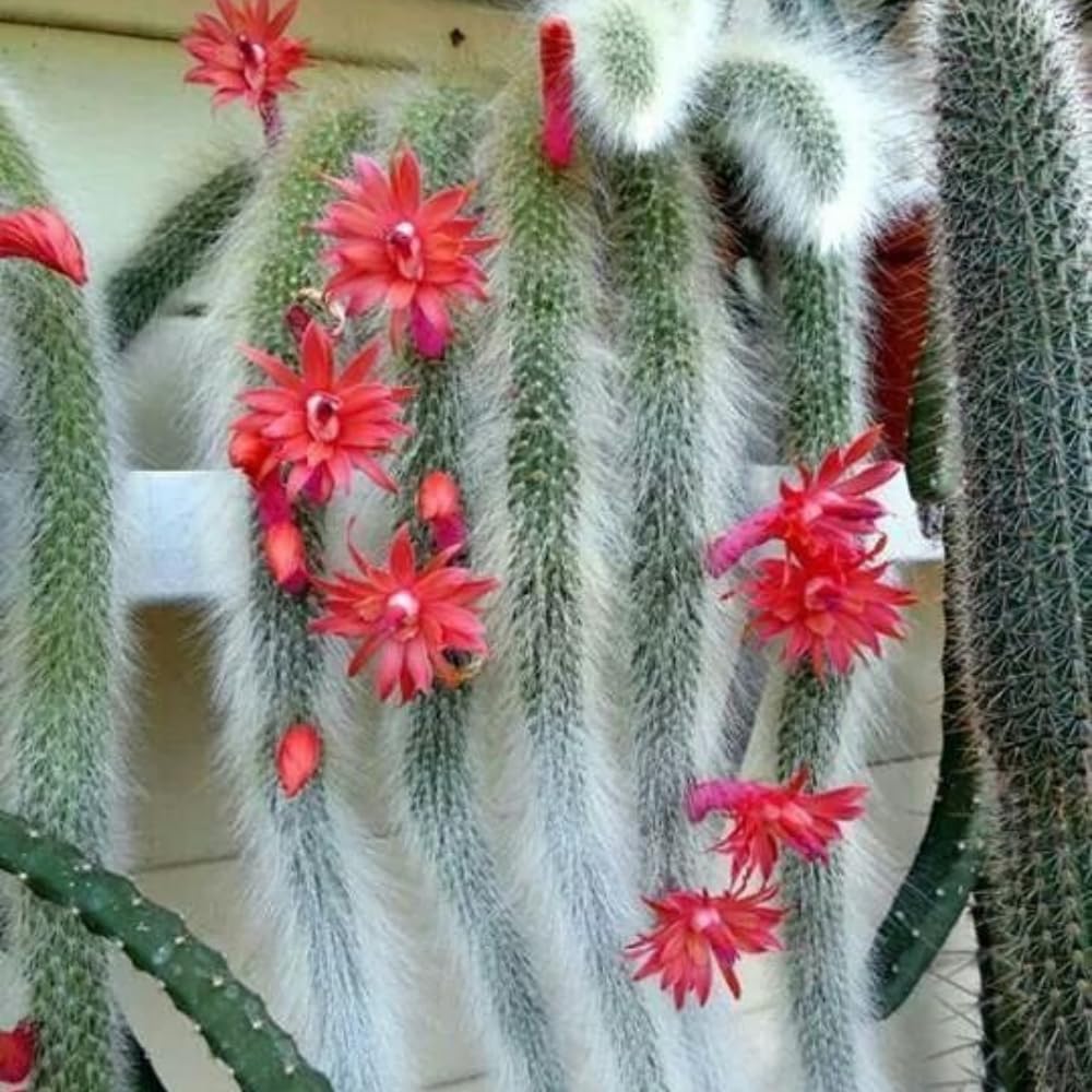Monkey Tail Cactus Live Plant, Rare Trailing Cactus Indoor Houseplant 3-6 Inch Tall, Hanging Basket, Container Growing