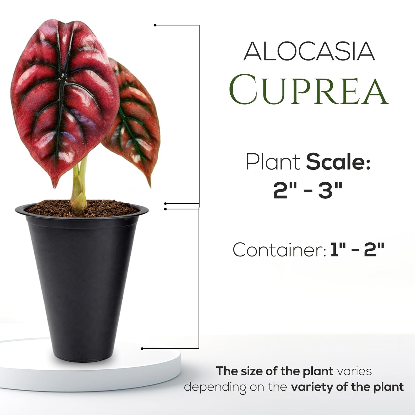 Alocasia Plant Collection (4 Pack) -Cuprea, Mickey Mouse, Silver Dragon, Dragon Scale- Rare Indoor Houseplants, Exotic Elephant Ear Plants Live, Live Starter Plants.