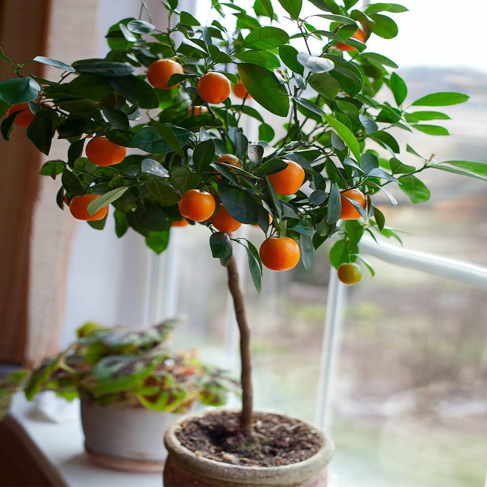 Brighter Blooms - Nules Clementine Tree, 1-2 ft. - No Shipping to AK, AL, AR, AZ, CA, FL, GA, HI, LA, MS, OR, TX