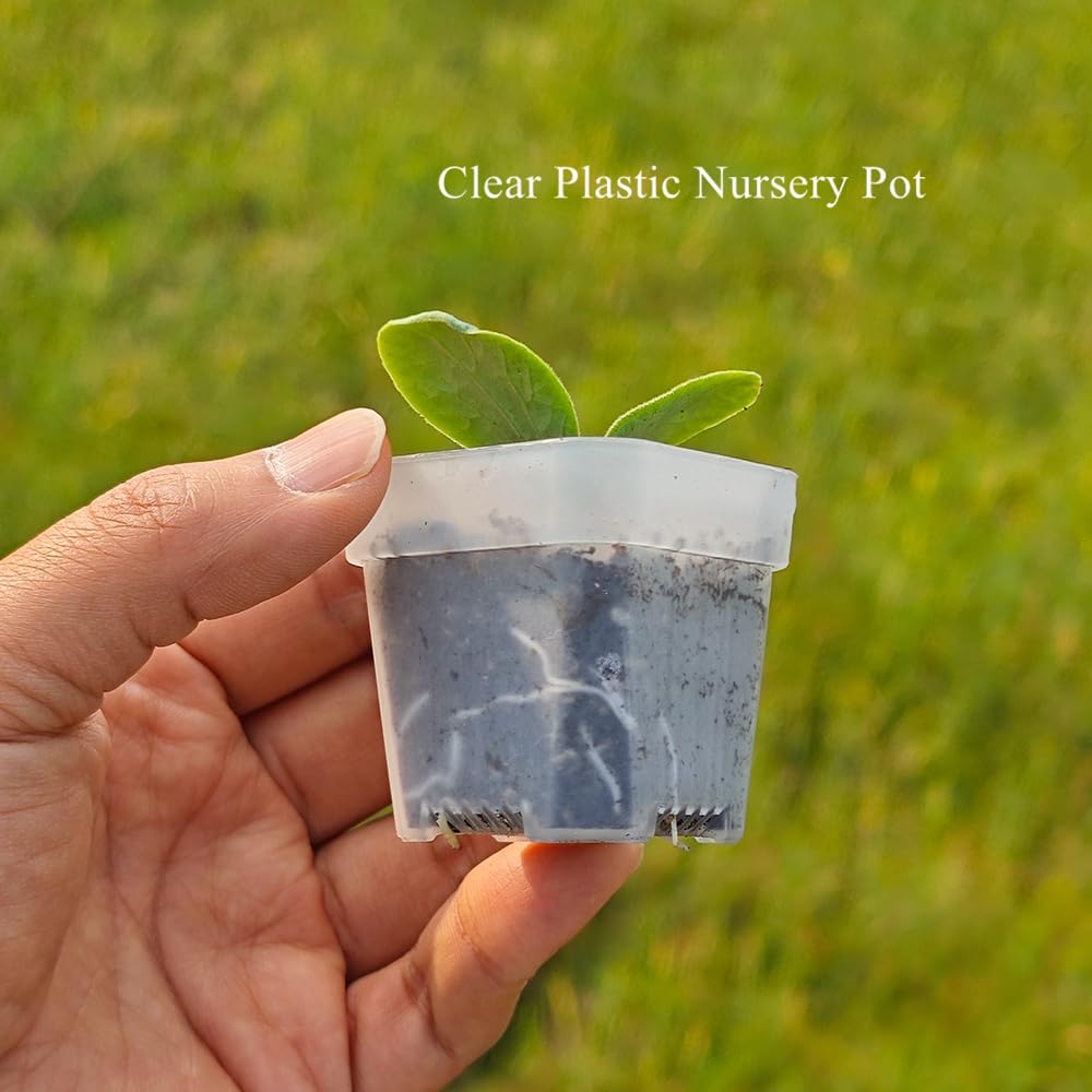 BangQiao 200 Pack 1.95 Inch Tiny Clear Plastic Square Nursery and Seedling Pot, Mini Transplant Seed Starter Planter with Drain Hole for Germination, Herb, Succulent