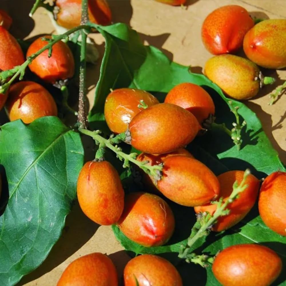 2 Peanut Butter Trees Plants Live, Peanut Well Rooted Starter 4-6” Tall for Home Garden and Patio Pots