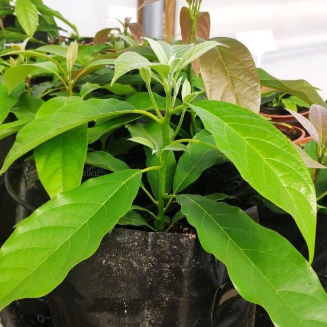 8"-11" Avocado Trees Live Plants in Half Gallon Pot, Avocado Plant, Winter Hardy, 1 Year Old Tree