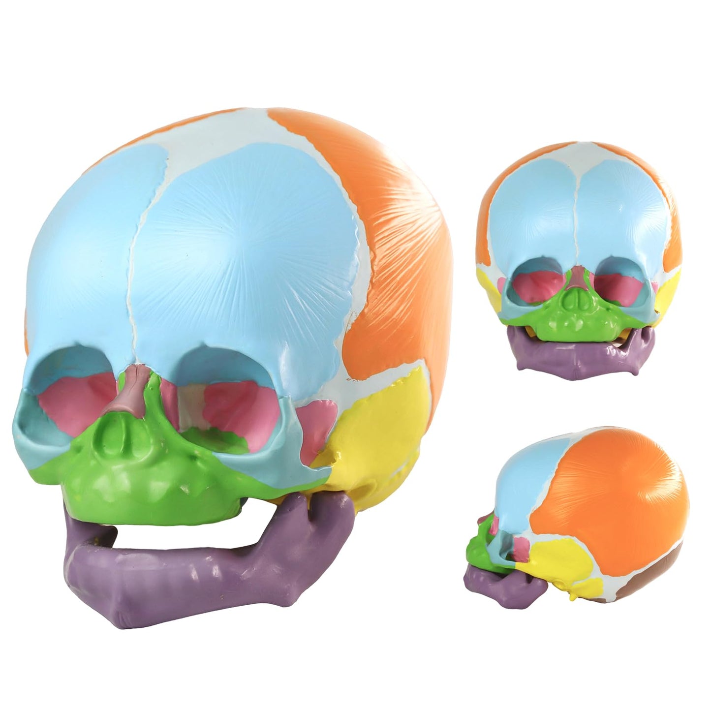 HADWYN 2026 New Life Size Human Infant Skull Model,Anatomy Fetus Brain Head，Baby Skull Model for Medical Teaching Learning, Learning Education Display Tool, Hand Painted