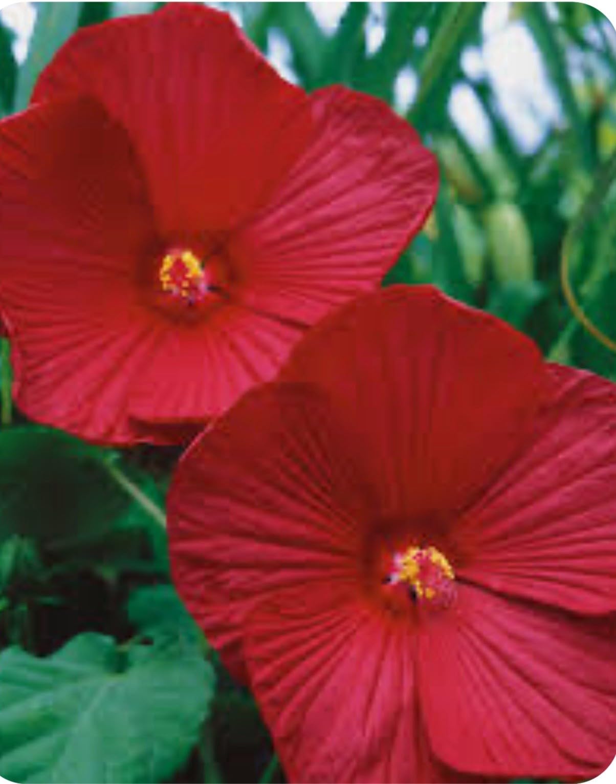 Live Plant - Luna Red Hibiscus moscheutos-Small Rooted Starter Plant-Huge 8-10” Blooms