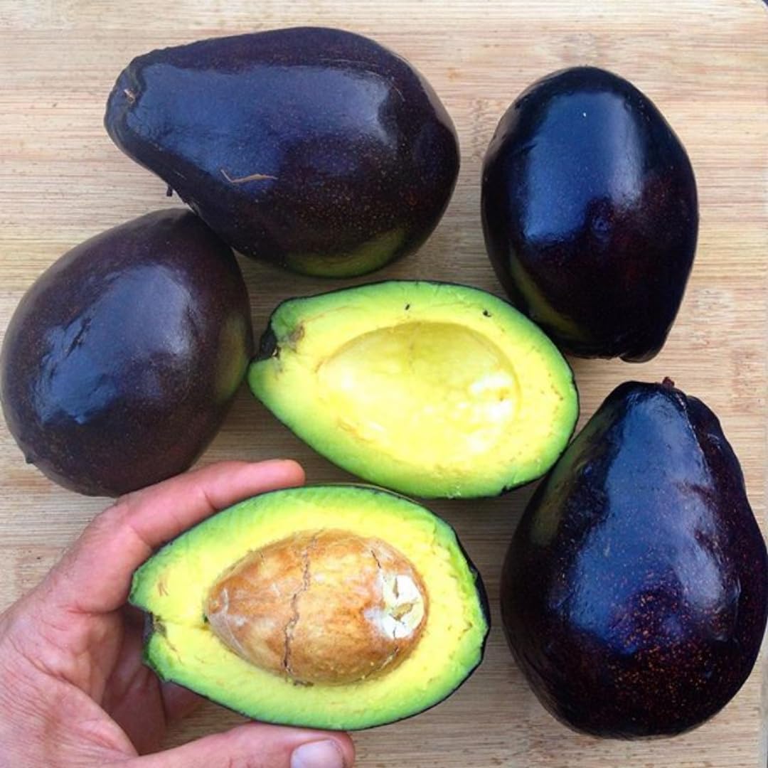 2 Years Old Avocado Tree Grafted, 1-2 Feet Tall in 3 Gallon Pot,Ready to Plant and Bear Fruit (Black)