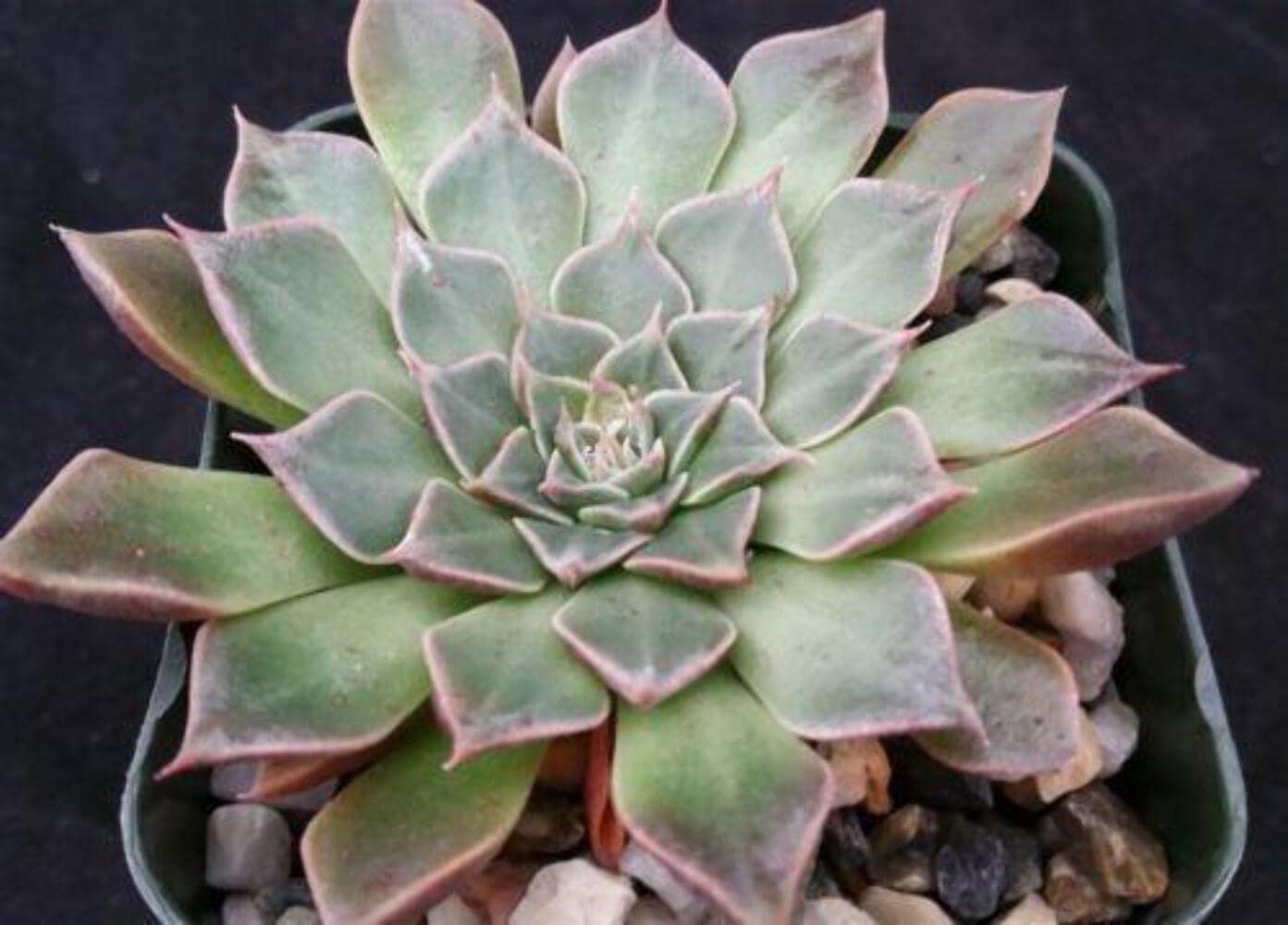 Graptopetalum Tacitus bellus Super Star Cacti Cactus Succulent Real Live Plant