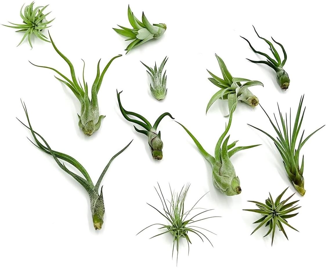 Live Air Plants - Tillandsia Variety, Regular 1-3" - 12ct - Live Arrival Guaranteed, House Plants for Home Decor & Gift