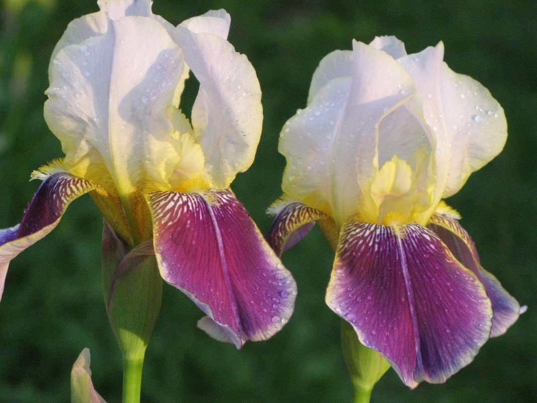 5 Iris Bearded Bulbs Rhizomes Flower | Mixed Colors Bulbs