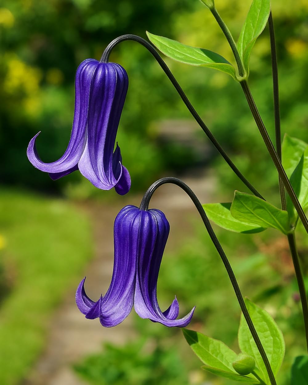 Perennial Farm Clematis 'Rooguchi' Hybrid – Live Flowering Vine in 4 Quart Container, Bell-Shaped Indigo-Purple Blooms, Non-Clinging Climber, Long Blooming, Ideal for Trellises, Arches & Containers
