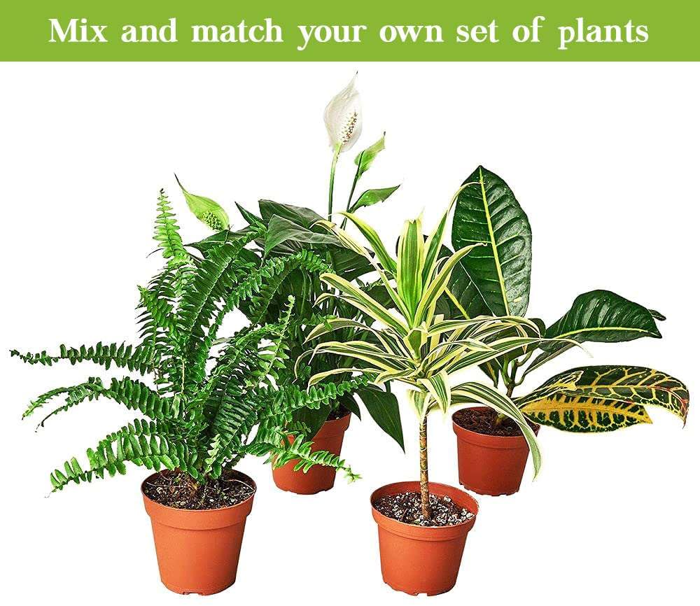 Tradescantia Nanouk Live Plant for Indoor | Different Houseplants in 4'' & 6'' Pot | Real House Plant for Living Room, Office, Desk & Bathroom | Tradescantia albiflora Nanouk