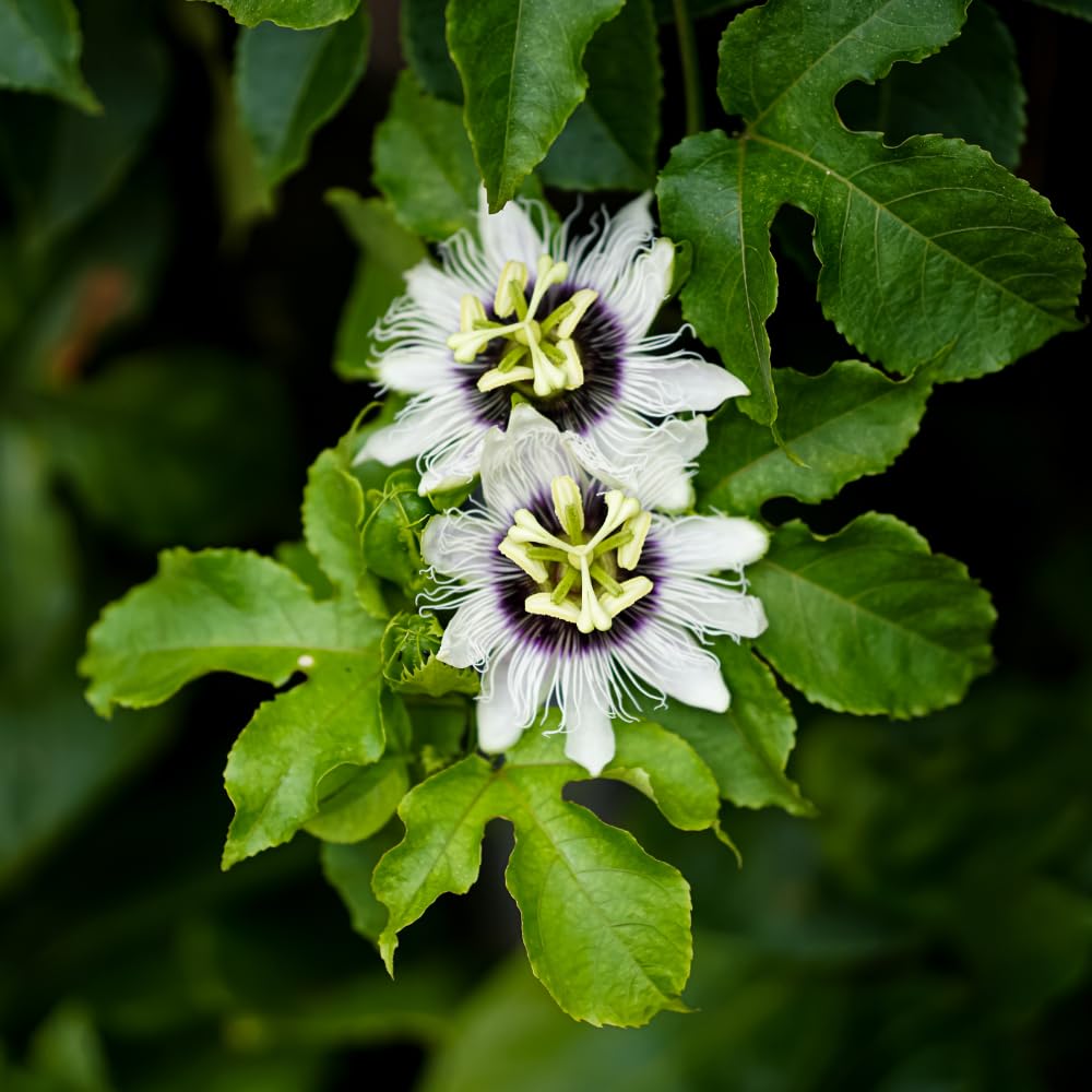 Purple Passion Fruit Tree Live Plant 1-2 Feet, Passionfruit Plant in Gallon Pot, High Yield, Fast Growing, Outdoor Garden Planting, No Ship to CA