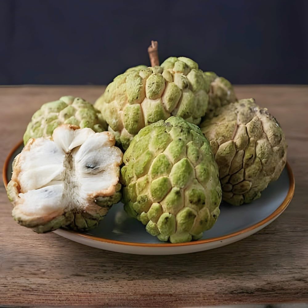 Green Sugar Apple Tree Live Plant, Tropical Custard Apple Fruit Plant, 1-2 Ft Tall in 1 Gallon Pot, Hardy, Cold Climate Ready, No Ship to CA,HI,AK