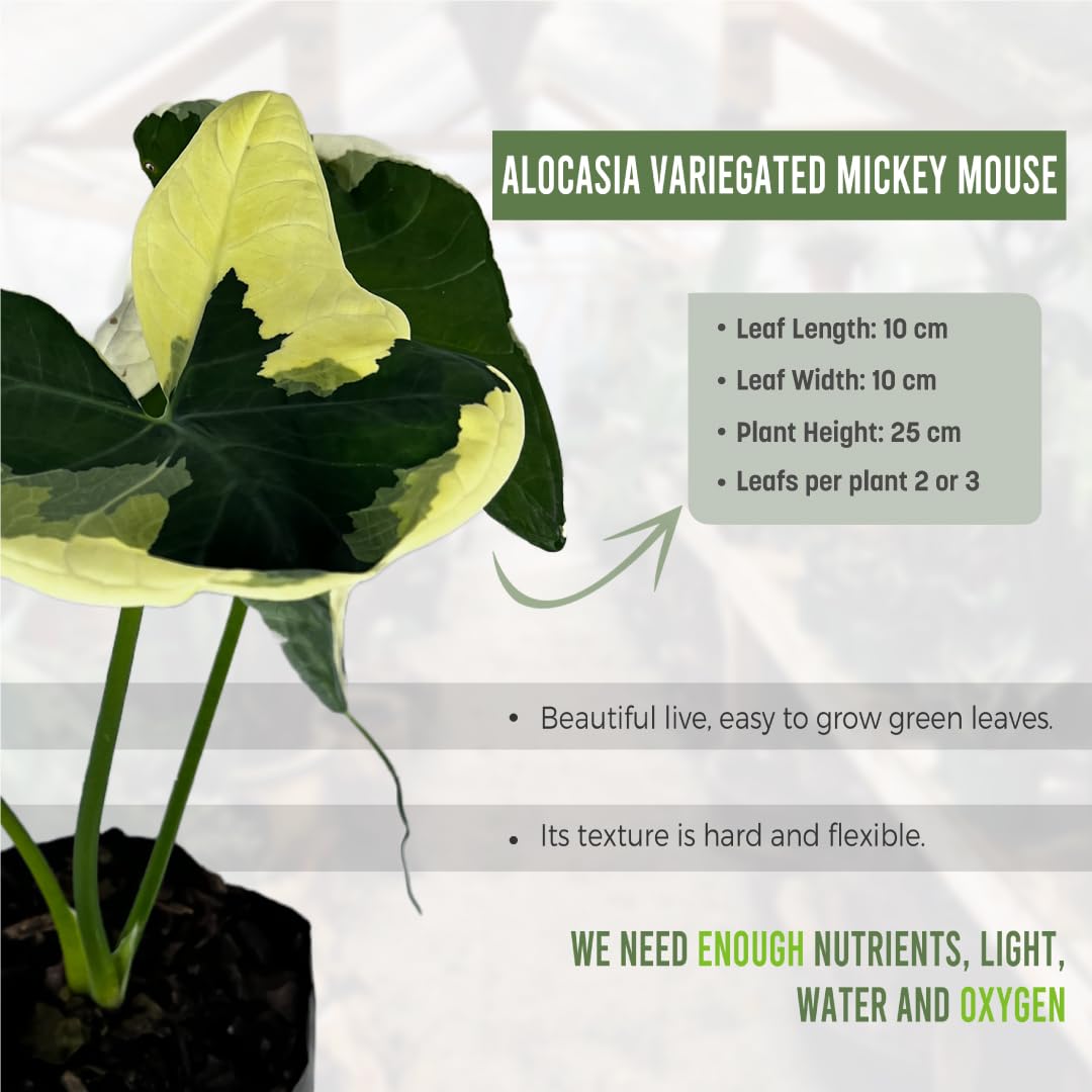 LEAL PLANTS ECUADOR Alocasia Variegated Mickey Mouse (Pack of 2) | Elephant Ear Plant | Heartshape Plant