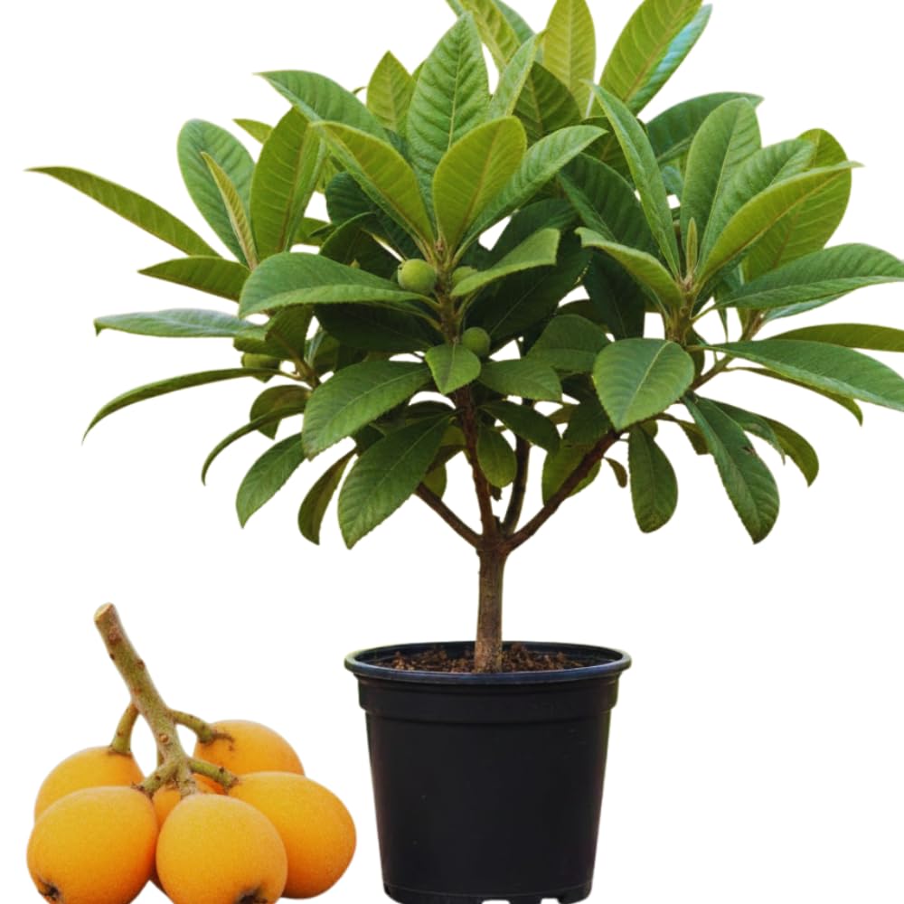 Loquat Tree Live Plant, 5 to 9 Inc in Height, Golden Loquat Plant Live, Cold Hardy Fruit Tropical Plant Home Orchard