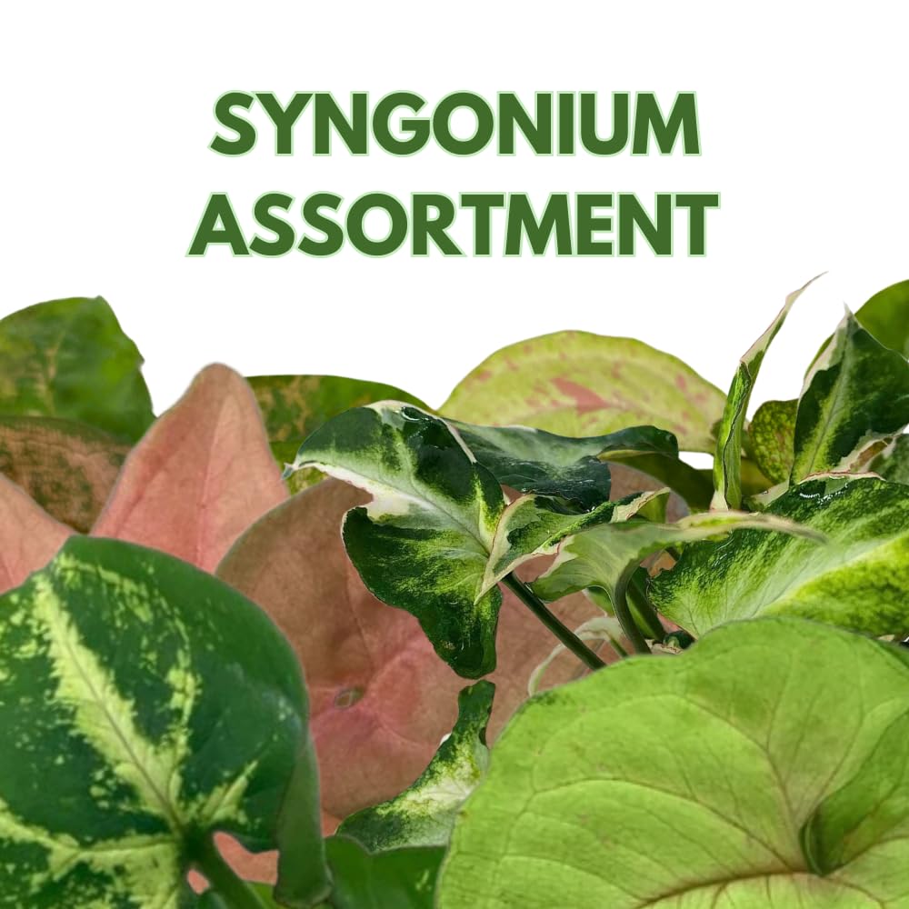 BubbleBlooms Syngonium Assortment 4 inch Pots Set of 3