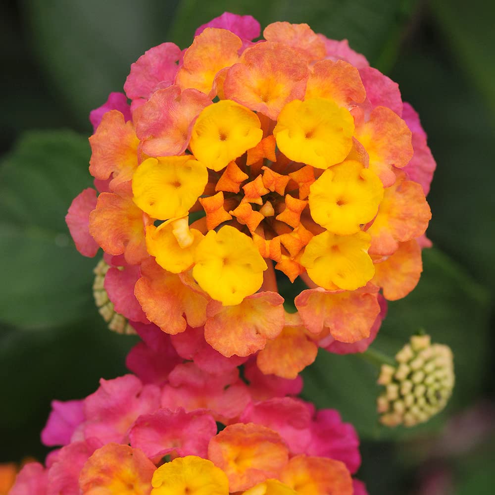 Multicolor Lantana Flowers (4 Pack), Easy Plant Care, Attracts Pollinators, Extended Bloom, Heat and Drought Tolerant, Real Flowers, Live Outdoor Flowering Plants