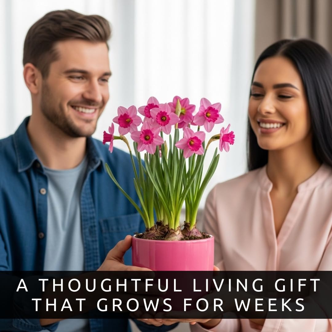 Indoor Pre-Chilled Pink Pony Daffodil Bulbs for Forcing Indoors - Easy to Grow in Water Indoors - Prechilled Indoor Bulbs - Bright Blooms During Cold Winter - Holiday Hostess Gift (5 Bulbs)