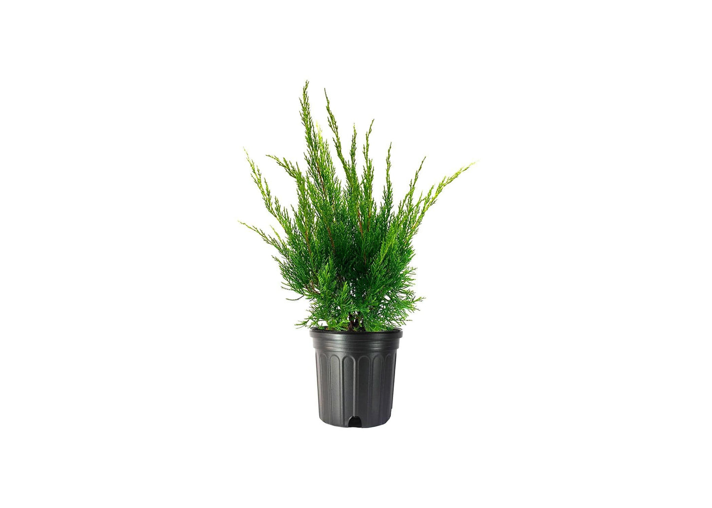 Sea Green Juniper - 2 Live Gallon Size Plants - Juniperus Chinensis - Drought Tolerant Cold Hardy Evergreen Border Screening Shrub