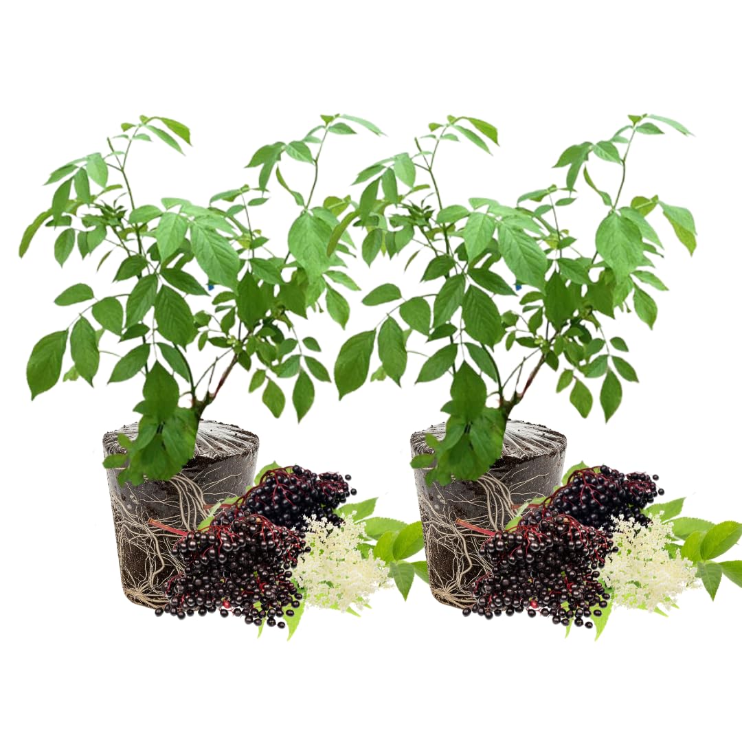 2 American Elderberry Bush, Black Elderberries Plants Live for Planting, 6 to 12 Inch Height, Live Elderberry Tree