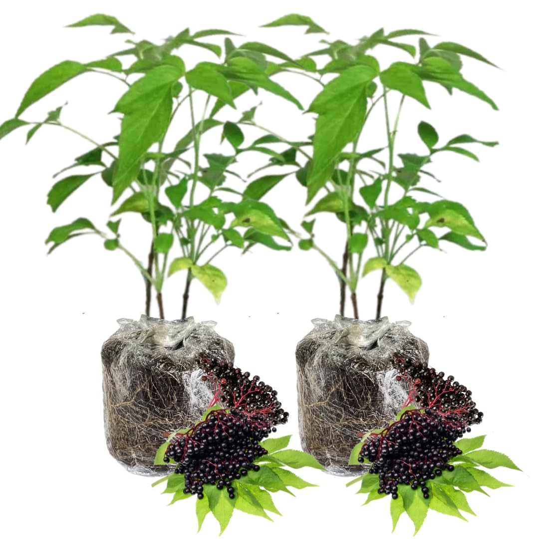 2 American Elderberry Plants Live for Planting, Black Elderberry Bush Live Plant 6 to 12 Inc Height, Bareroots