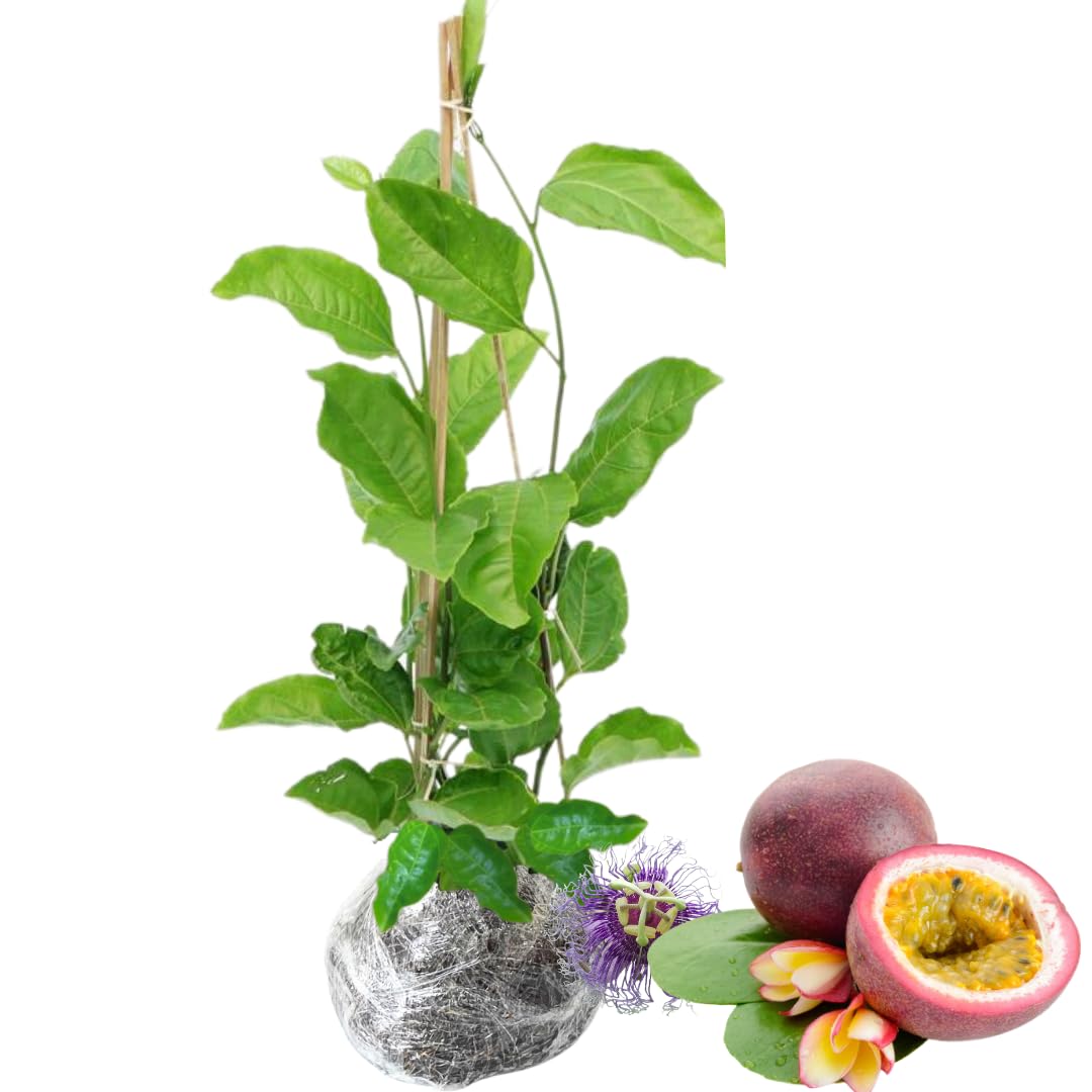 Purple Passion Fruit Tree Live Plant, Passionfruit Vine Plant, 5 to 9 Inc Tall Seedling, Passion Plant for Growing