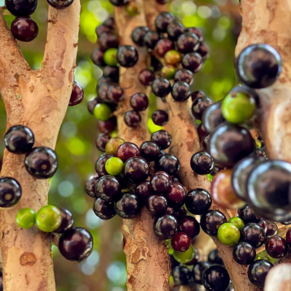 Black Jaboticaba Tree Live Plant, Jabuticaba Plant Starter 4-8 Inches, Brazilian Grape Tree for Outdoor Planting