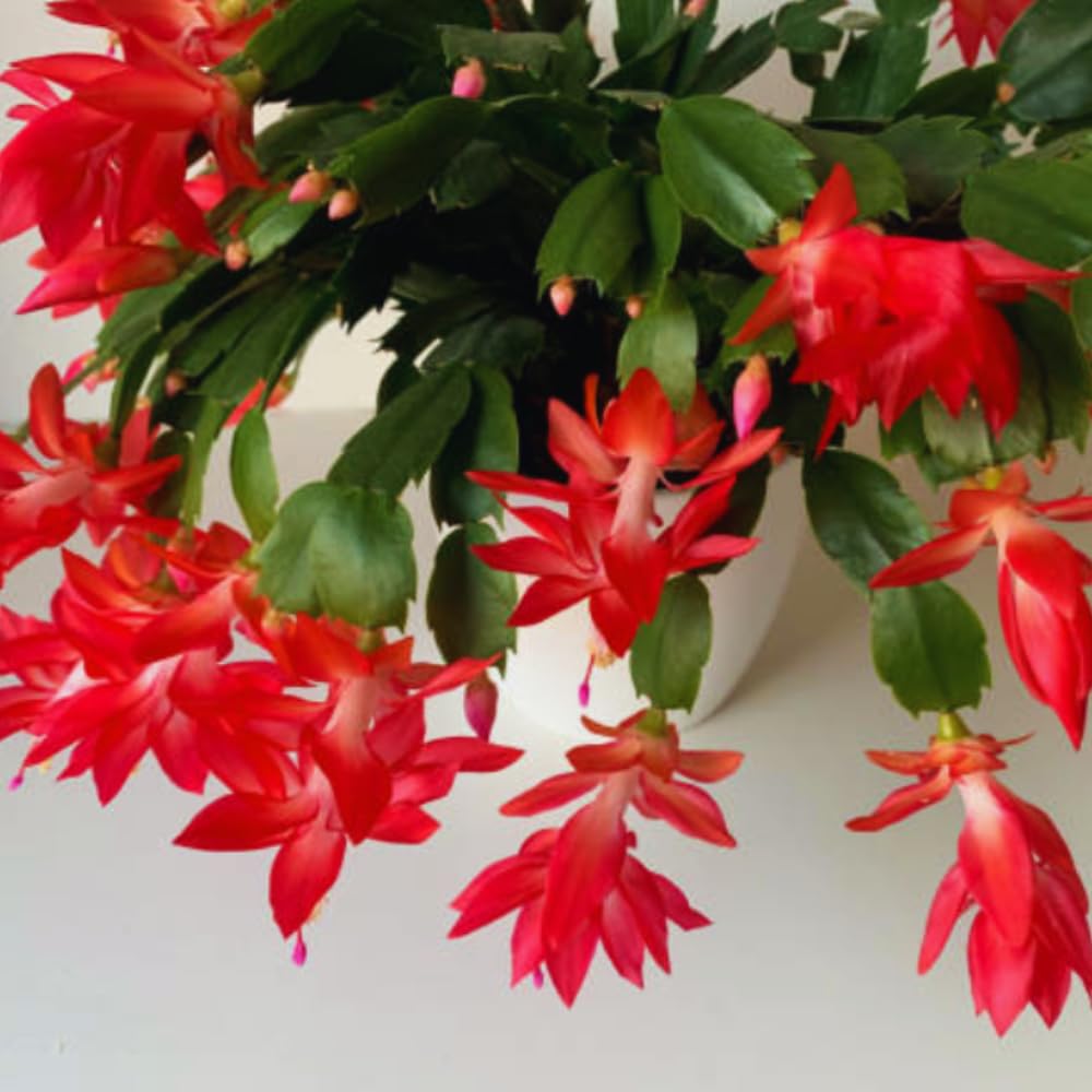Christmas Cactus Plant Live, Holiday Cactus Live Plant, Hanging Baskets Houseplants, 4 Inc Potted (Red)